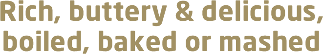 Rich, buttery & delicious, boiled, baked or mashed