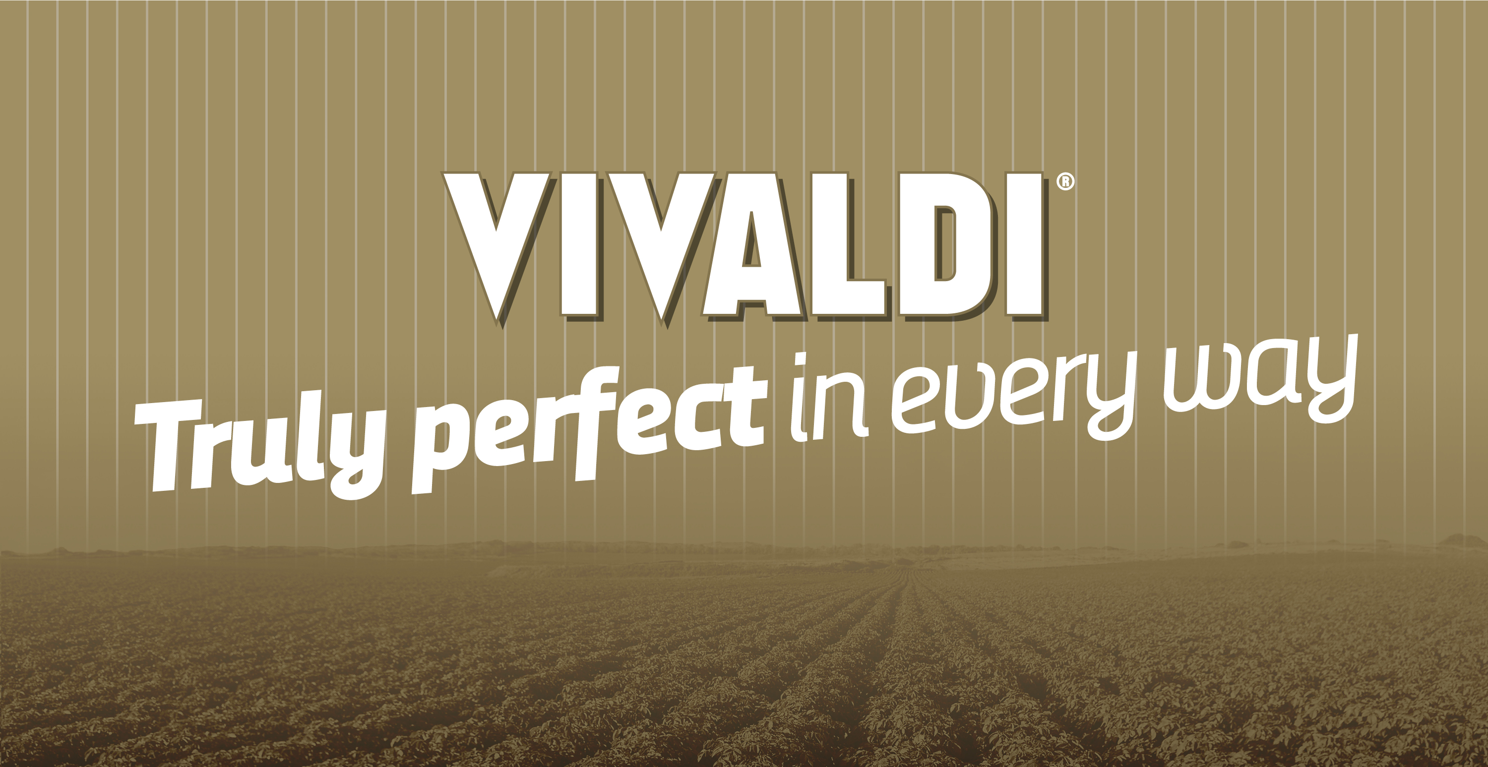 Vivaldi Gold